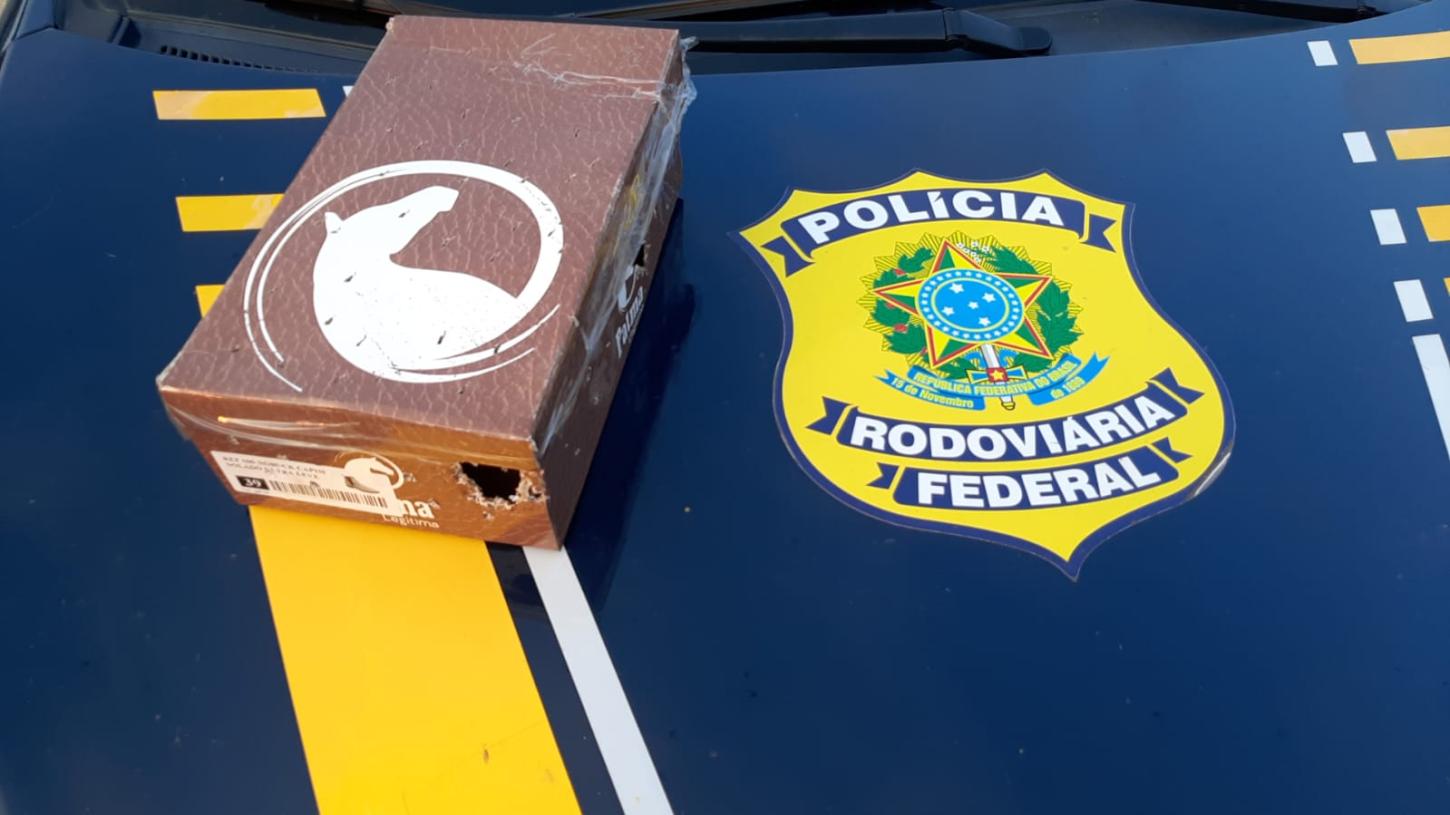 PRF apreende pássaros silvestres escondidos em carro na BR-381