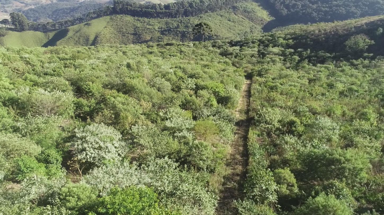 Arteris Fernão Dias e Prefeitura de Extrema plantam 38 mil árvores e protegem mananciais da região