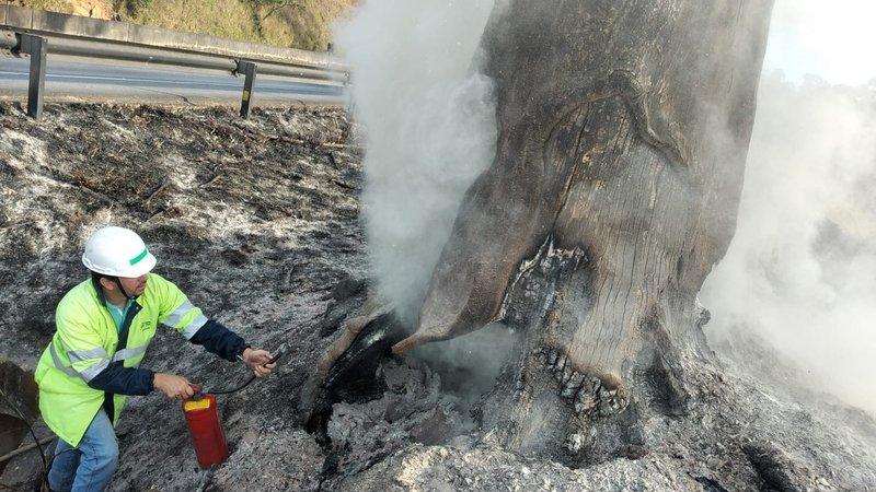 Queimadas nas rodovias aumentam risco de acidentes e colocam animais silvestres em risco