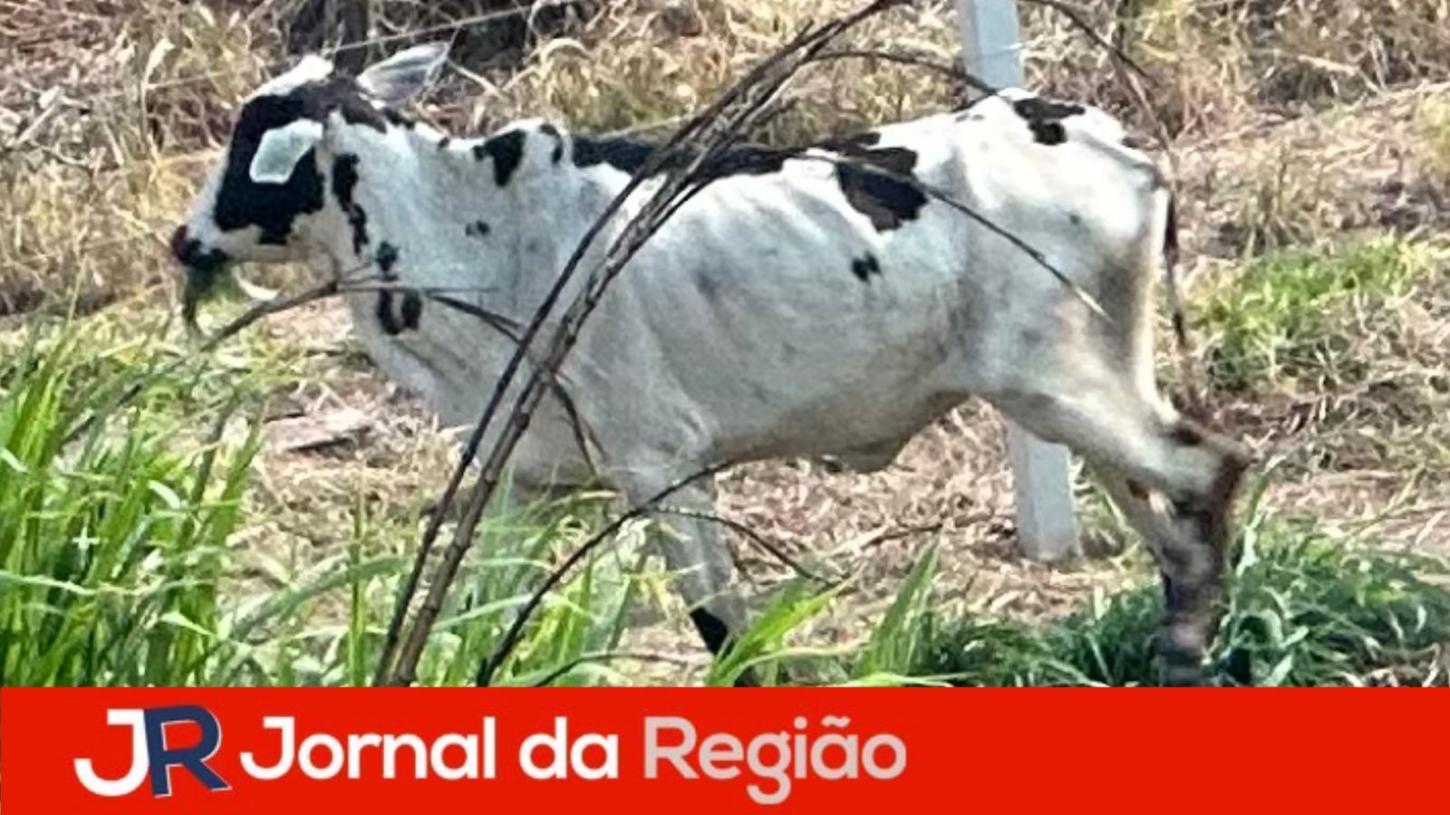 Vaca solta causa lentidão em rodovia de Jundiaí