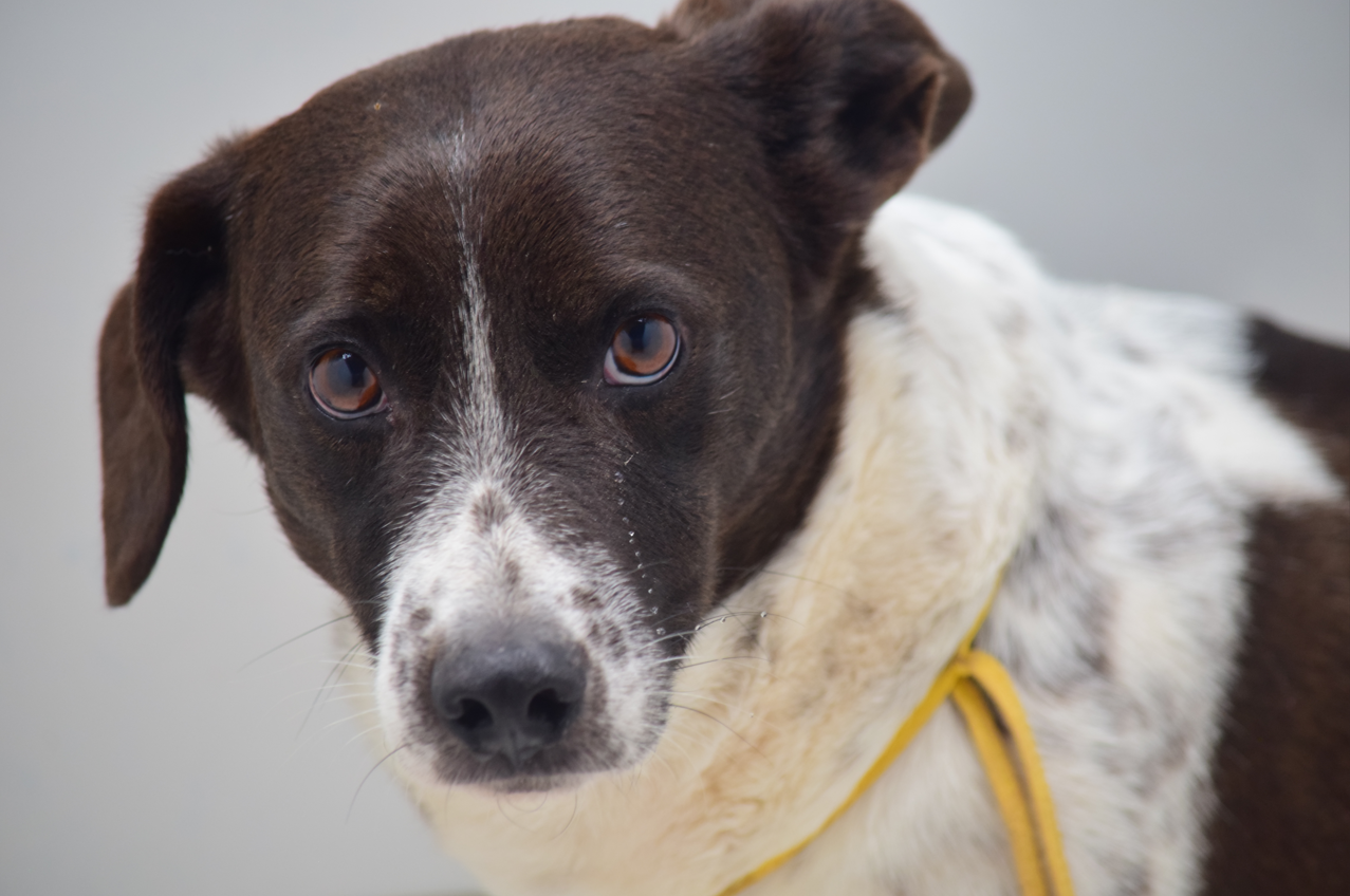 Feira promove adoção de cães resgatados em rodovias do Corredor Dom Pedro